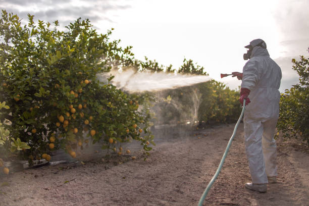 Best Bed Bug Extermination  in Woodcreek, TX