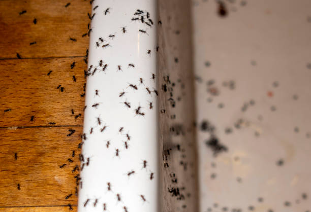 Best Best Pest Control Near Me  in Woodcreek, TX