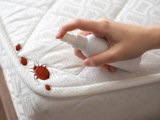 Best Local Pest Control Services  in Woodcreek, TX