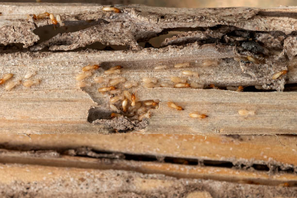 Best Affordable Pest Control Services  in Woodcreek, TX