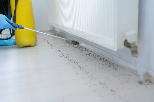 Best Termite Control Services  in Woodcreek, TX