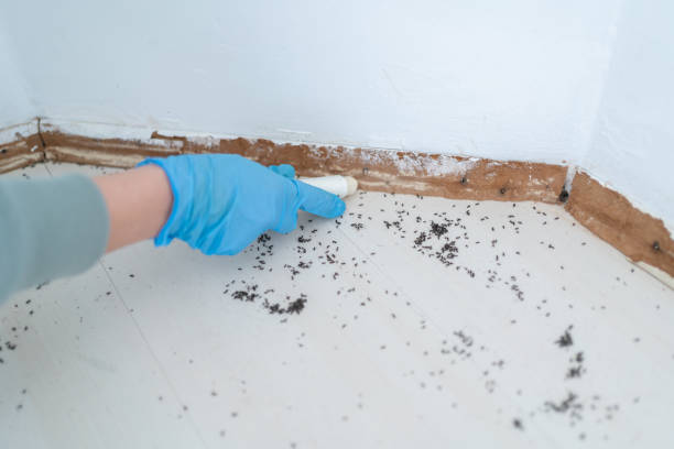 Best Termite Control Services  in Woodcreek, TX